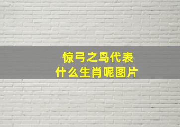 惊弓之鸟代表什么生肖呢图片