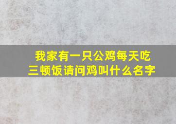 我家有一只公鸡每天吃三顿饭请问鸡叫什么名字