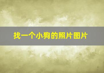 找一个小狗的照片图片