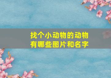 找个小动物的动物有哪些图片和名字