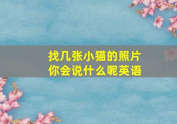 找几张小猫的照片你会说什么呢英语