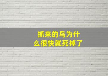 抓来的鸟为什么很快就死掉了