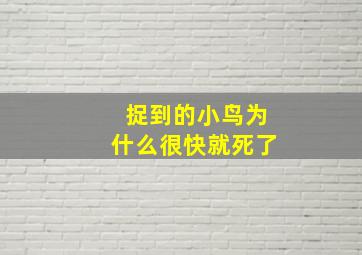 捉到的小鸟为什么很快就死了