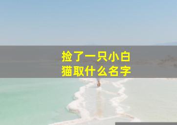 捡了一只小白猫取什么名字