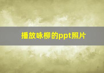 播放咏柳的ppt照片