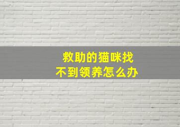 救助的猫咪找不到领养怎么办