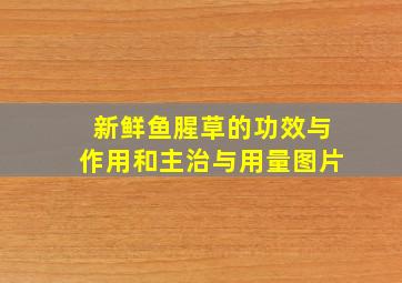 新鲜鱼腥草的功效与作用和主治与用量图片