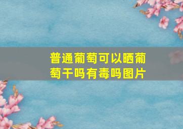 普通葡萄可以晒葡萄干吗有毒吗图片