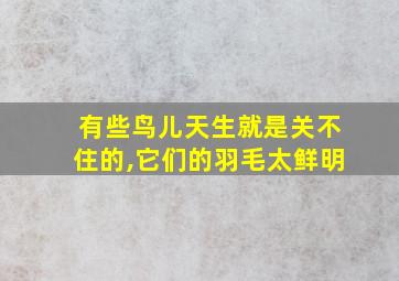 有些鸟儿天生就是关不住的,它们的羽毛太鲜明