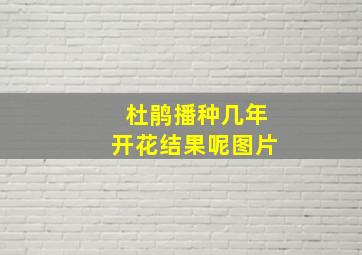 杜鹃播种几年开花结果呢图片