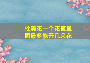 杜鹃花一个花苞里面最多能开几朵花