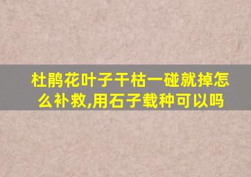 杜鹃花叶子干枯一碰就掉怎么补救,用石子载种可以吗