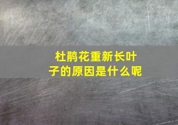 杜鹃花重新长叶子的原因是什么呢