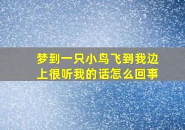 梦到一只小鸟飞到我边上很听我的话怎么回事