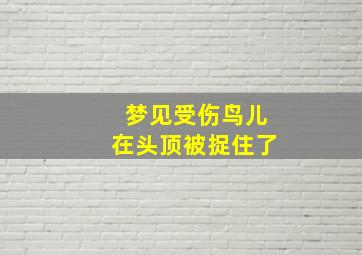 梦见受伤鸟儿在头顶被捉住了