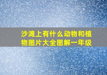 沙滩上有什么动物和植物图片大全图解一年级