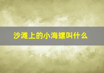 沙滩上的小海螺叫什么