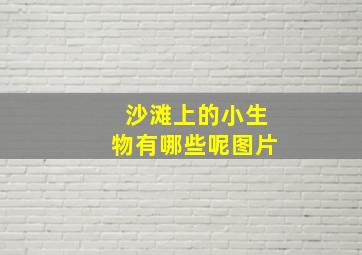 沙滩上的小生物有哪些呢图片