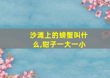 沙滩上的螃蟹叫什么,钳子一大一小