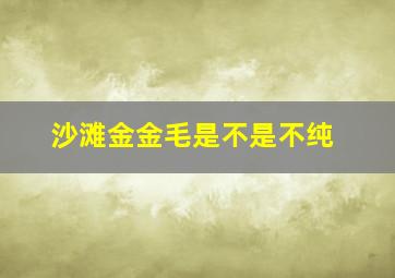 沙滩金金毛是不是不纯