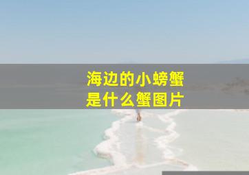 海边的小螃蟹是什么蟹图片