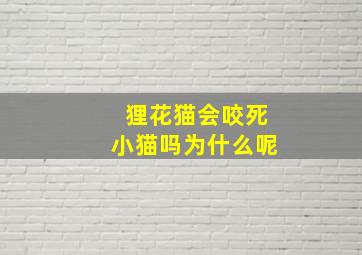 狸花猫会咬死小猫吗为什么呢