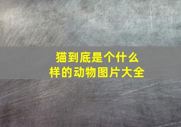 猫到底是个什么样的动物图片大全