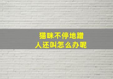 猫咪不停地蹭人还叫怎么办呢