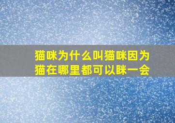 猫咪为什么叫猫咪因为猫在哪里都可以眯一会