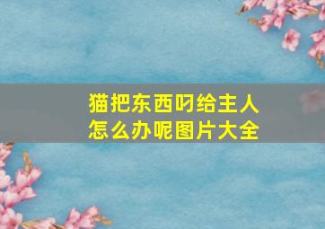 猫把东西叼给主人怎么办呢图片大全