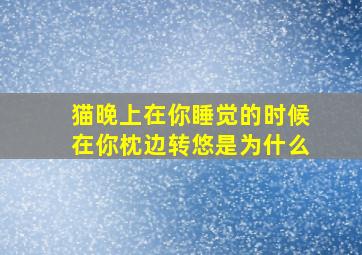 猫晚上在你睡觉的时候在你枕边转悠是为什么