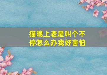 猫晚上老是叫个不停怎么办我好害怕