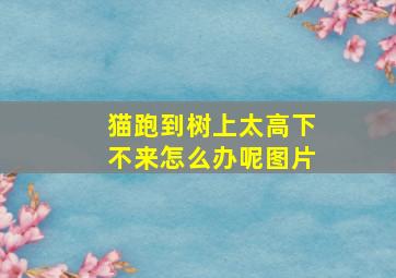 猫跑到树上太高下不来怎么办呢图片