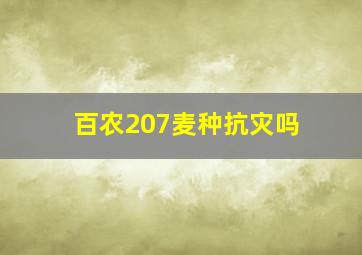 百农207麦种抗灾吗