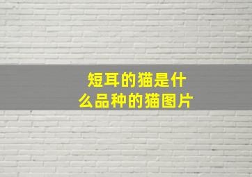 短耳的猫是什么品种的猫图片