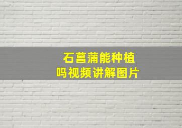 石菖蒲能种植吗视频讲解图片