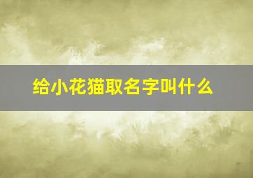 给小花猫取名字叫什么