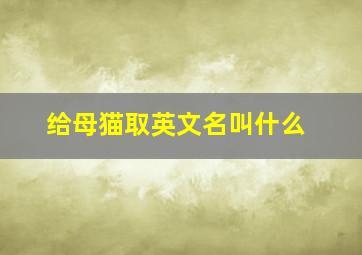 给母猫取英文名叫什么