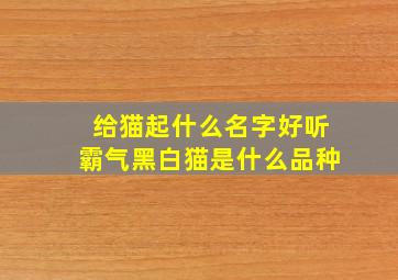 给猫起什么名字好听霸气黑白猫是什么品种