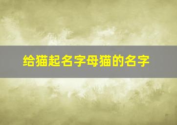 给猫起名字母猫的名字