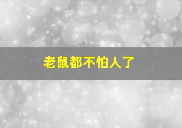 老鼠都不怕人了