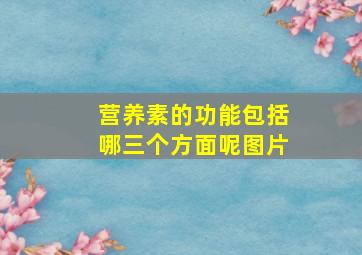 营养素的功能包括哪三个方面呢图片