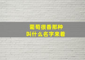 葡萄很香那种叫什么名字来着