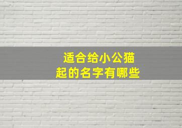 适合给小公猫起的名字有哪些