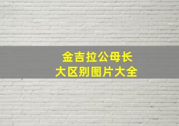 金吉拉公母长大区别图片大全