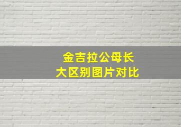 金吉拉公母长大区别图片对比