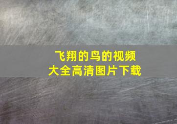 飞翔的鸟的视频大全高清图片下载