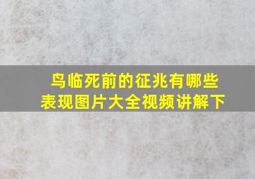 鸟临死前的征兆有哪些表现图片大全视频讲解下