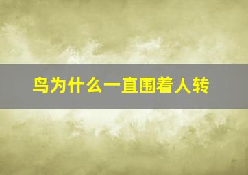 鸟为什么一直围着人转