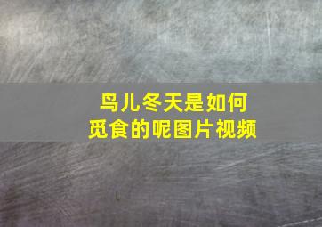 鸟儿冬天是如何觅食的呢图片视频